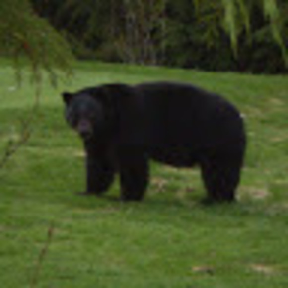 Meet your Posher, L fernando - Picture 1 of 1